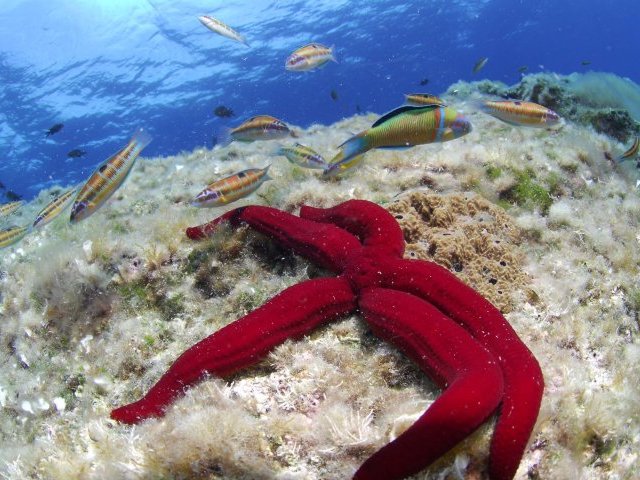 estrella de mar. Estrella de mar