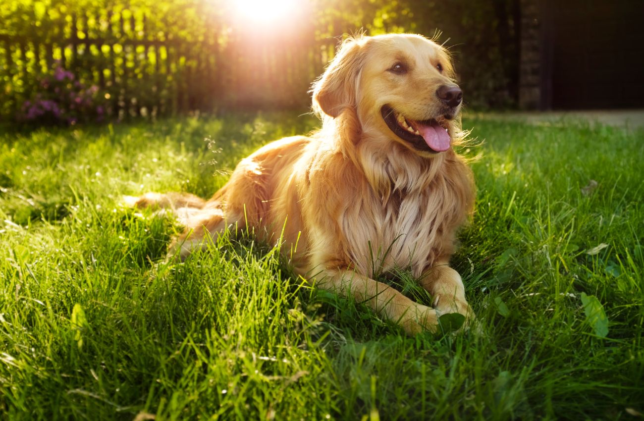 Golden Retriever: tudo sobre a raça!