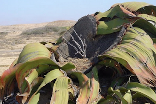 Tumbuhan Paling Tangguh di Dunia (Welwitschia Mirabilis)