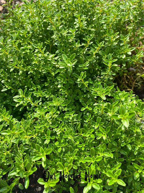 green garden herbs thyme leaves