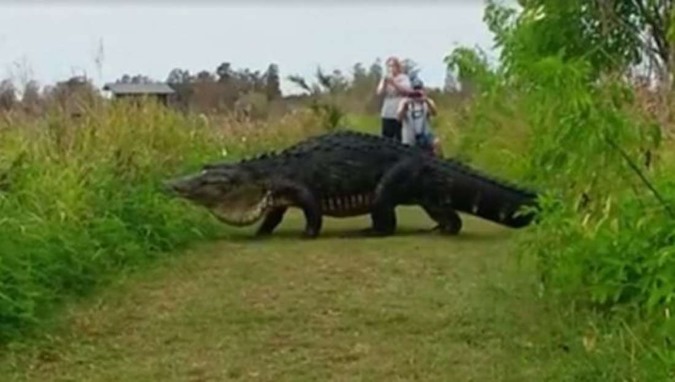Crocodilo gigantesco é visto na Flórida