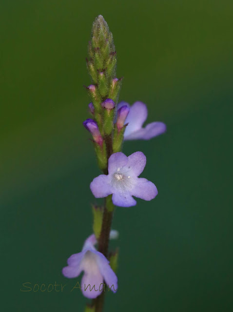 Verbena officinalis