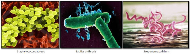 Contoh Bakteri Kokus, Basil dan Spiral