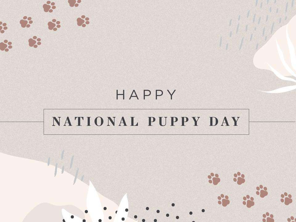 National Puppy Day Wishes Awesome Images, Pictures, Photos, Wallpapers