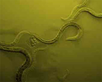 Caenorhabditis elegans worms