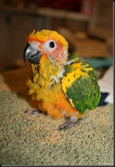 apollo