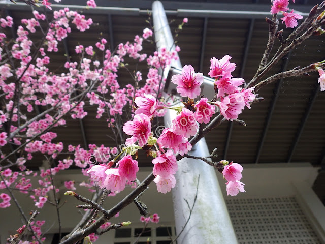 Wulai cherry blossom