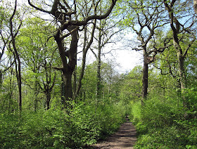 Coppiced hazel, last cut 4 winters ago, and standard oaks in Spring Park. 22 April 2011.