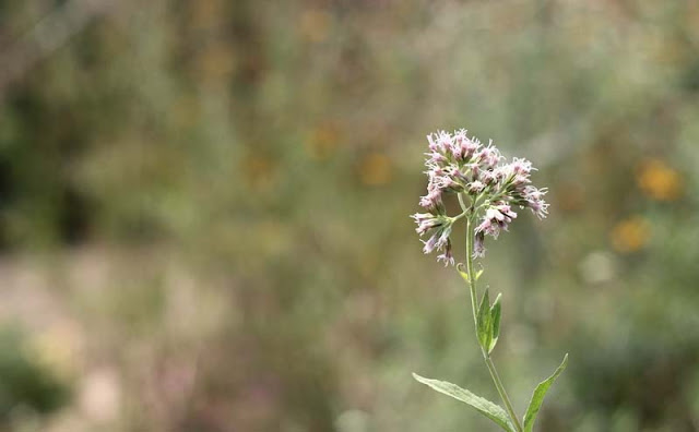 Joe-Pye Weed Flowers