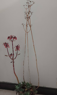 蕾絲姑娘的花莖高挺，右邊是去年未摘除的花梗，強韌無比。