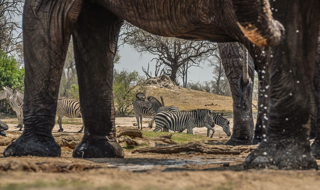 Elephants and zebra at a waterhole in Hwange National Park