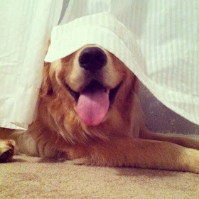 Cute dogs - part 4 (50 pics), dog pictures, golden retriever dog hides behind curtain
