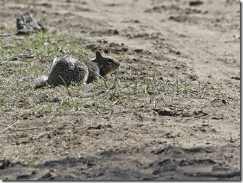 California Ground Squirrel