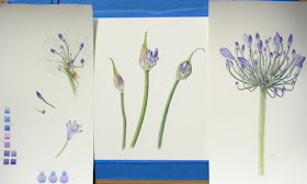 Agapanthus africanus studies, Shevaun Doherty