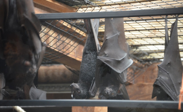 Three flying foxes are reflected in a mirror.