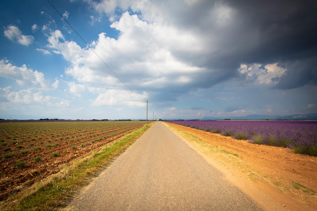 Campi di lavanda a Valensole