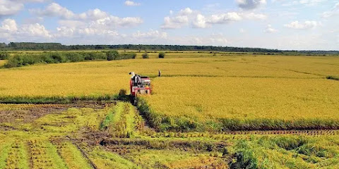 Bisnis Pertanian dan Peternakan di Indonesia: Potensi dan Peluang