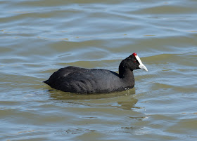 Red-knobbed Coot - S’Albufera Natural Park, Mallorca