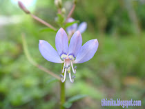 小花