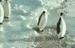 pinguim