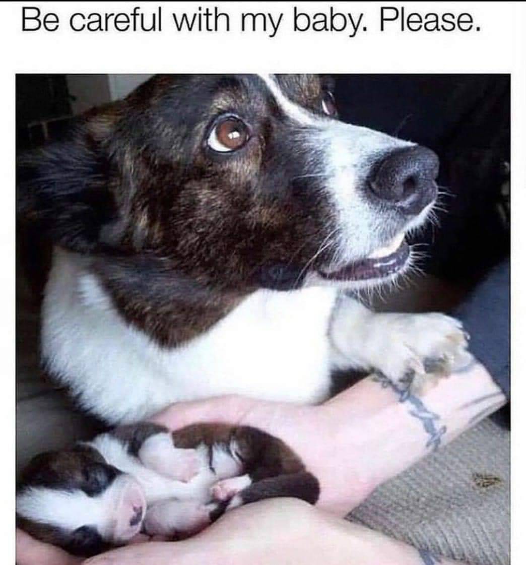 Please be careful with my baby (funny dog picture)