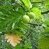 Breadfruit Leaves Benefits: Kidney, Heart, Cholesterol, Cancer 