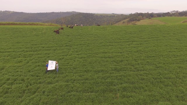 IRETAMA = FORRAGEIRA DE INVERNO DESENVOLVIDO PELO IDR-PARANÁ, GERANDO MAIS RENDA AOS PRODUTORES DE LEITE