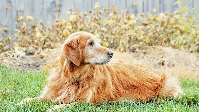 Are Golden Retrievers Bad For Asthma?