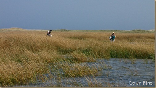 Birding south beach_084