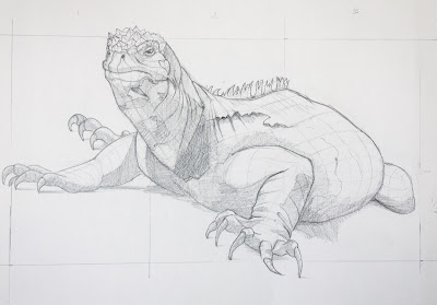 preliminary drawing of marine iguana