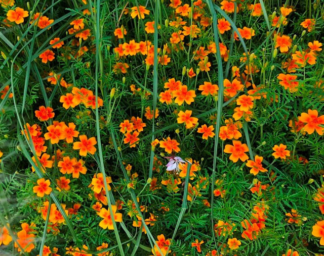 Tagetes Tenuifolia, Lemon Marigold - Tangerine Gem  