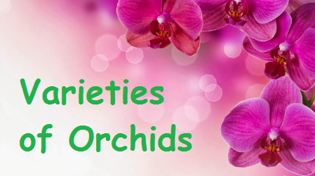 Varieties of Orchid flowers