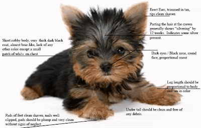 Some Important Steps in Yorkie Puppy Care