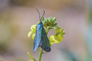 mariposa-jordanita-de-la-globularia-jordanita-globulariae-en-flor-amarilla-