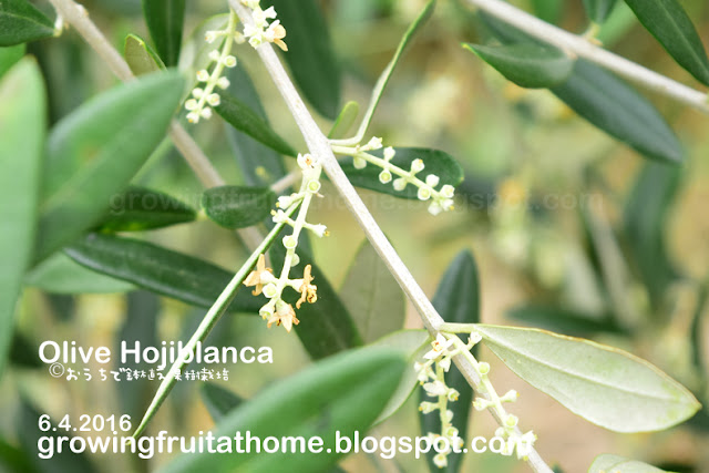 オリーブオヒブランカの花-Olive Hojiblanca