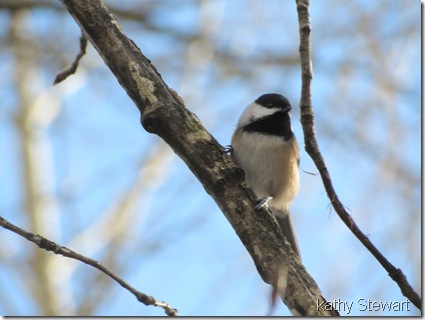 Black-capped Chickadee