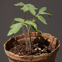 German Green seedlings 25 days after seeding