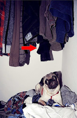 Tom Ford's 22 Essentials, Presented By Pugs Seen On www.coolpicturegallery.us