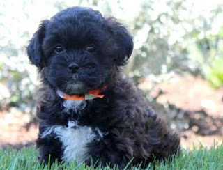 Best Shihpoo Puppies For Sale Long Island New York www.BestPuppiesForSale.org (631) 644-0326 