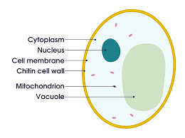 a normal plant cell