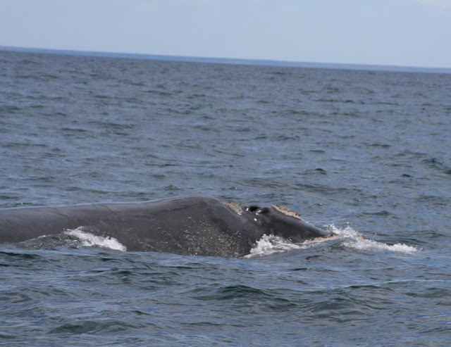 Avistamiento de ballenas (Peninsula Valdes) Argentina