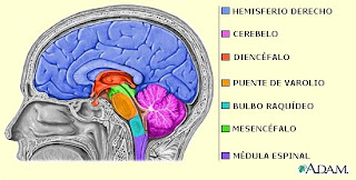  Estructura interna del encéfalo