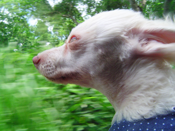 Cachorros que amam passear de carro mais do que tudo 