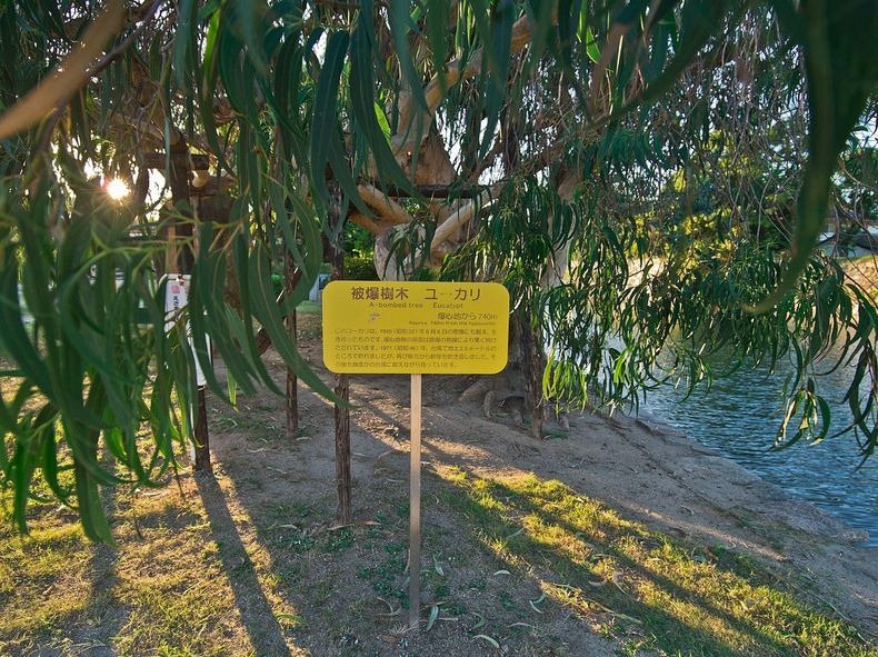 a-bombed-trees-1