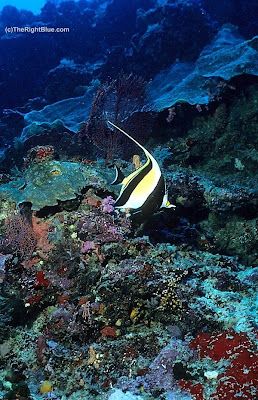 Moorish Idol (Zanclus cornutus)