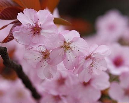 Sakura Bonsai on Sakura Simple Si Quieren Ver La Diferencia Con El Sakura Doble Hagan