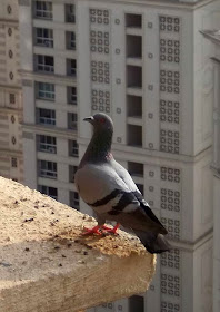 pigeon perched on building ledge