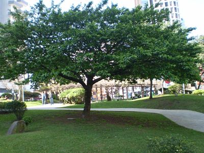 Árvores, praças e parques