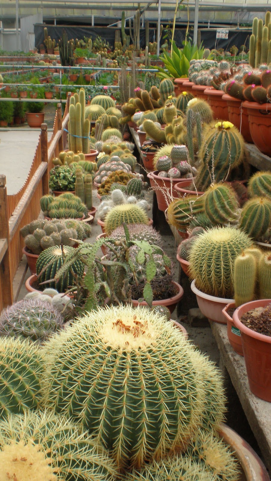 jalan jalan makan makan S Corner Central Market Cactus 