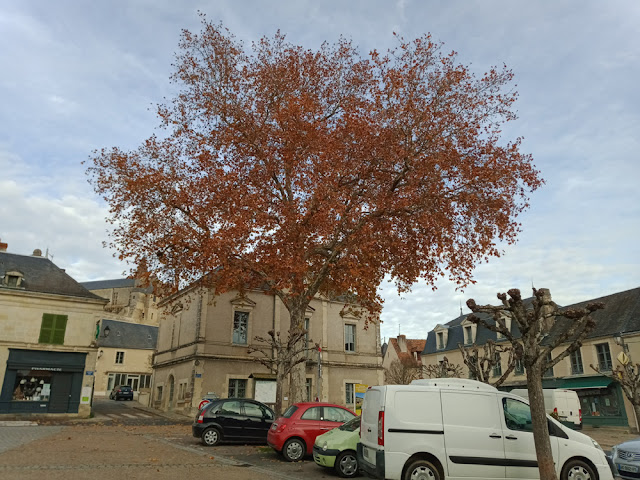 Plane tree, Indre et Loire, France. photo by Loire Valley Time Travel.